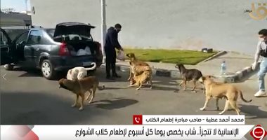 صاحب مبادرة إطعام كلاب الشوارع :من لايرحم الحيوان لايرحم الانسان والكلب الأصفر من أذكى أنواع الكلاب 