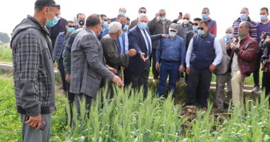 "الزراعة": 28 مديرية تتابع حقول القمح حتى الحصاد لزيادة الإنتاج