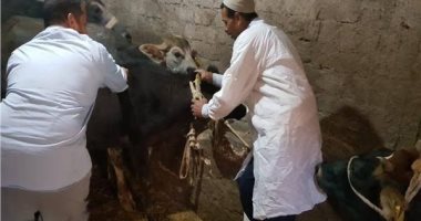 تحصين 14 ألفا والتأمين على 619 رأس ماشية بالبحيرة
