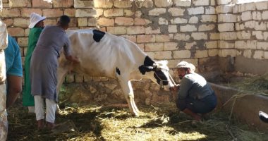 محافظ مطروح استمرار دعم تحصين الثروة الحيوانية بنصف الثمن لصغار المربيين