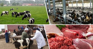 الزراعة تستقبل 50 ألف طن لحوم مبردة ومجمدة و111 ألف رأس عجول للذبح الفورى.. و116 ألف رأس للتربية استعدادا لاستقبال شهر رمضان.. وتكثيف التفتيش والمرور على الأسواق والمحلات ومنافذ بيع وتداول اللحوم ومنتجاتها‬‬