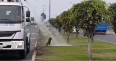 بيدلع نفسه.. كلب يستغل سيارات "رى الحدائق" للحصول على حمام بارد.. فيديو وصور