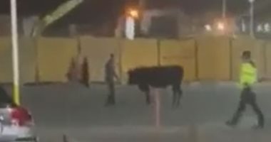 الأهالى يطاردون بقرة حاولت العبور من مدينة بورفؤاد إلى بورسعيد