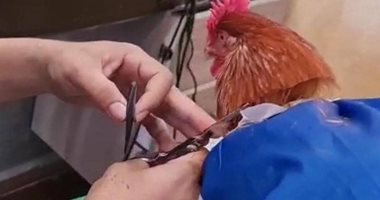 داخل صالون الحلاقة.. قص وتصفيف ريش "ديك" احتفالا بعيد ميلاده في المغرب.. صور