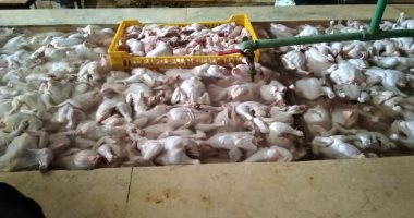 ضبط 2 طن دواجن مذبوحة خارج المجزر وحملات مكثفة بكفر الشيخ.. صور