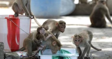 عصابة قرود تخطف رضيعتين عمرهما 8 أيام وتلقى أحداهما فى مجرى مائى