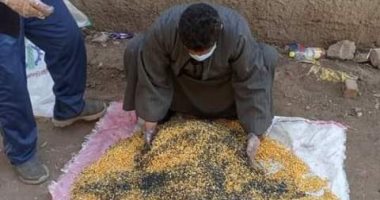 زراعة الشرقية تطلق حملة مكافحة القوارض للحفاظ على محصول القمح.. صور