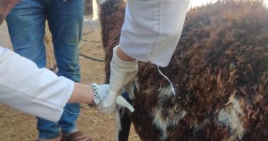 تحصين الماشية بلقاحى الحمى القلاعية والوادى المتصدع بالبحر الأحمر