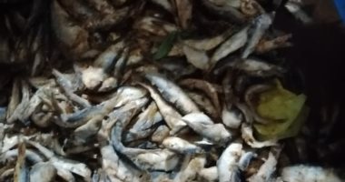ضبط 9.5 طن ملح و640 كيلو جبن و445 كيلو أسماك فاسدة بحملة فى الدقهلية