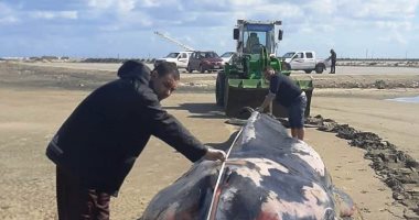سحب أنثى الحوت لدفنها بكفر الشيخ والاستفادة من هيكلها فى معهد البحوث المائية.. صور