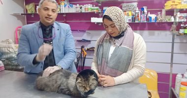 حكاية عملية تحويل قط ذكر لأنثى بكفر الشيخ لإنقاذ حياته.. فيديو