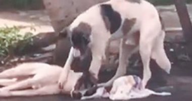 كلب وفى يمكث بجانب صديقه بعدما دهسته سيارة فى البرازيل.. اعرف الحكاية