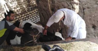 بيطرى المنوفية: تحصين 266 ألف و600 رأس ماشية ضد الحمى القلاعية