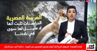 شكرا للعرسة.. الحيوان الذى أنقذ أرواح ملايين المصريين من الموت بالطاعون