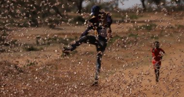 حرب الجراد تغزو كينيا وتدمر الحاصلات الزراعية .. ألبوم صور 