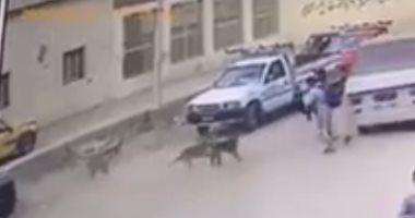 كلبان طارداه.. تفاصيل مأساوية عن مصرع طالب تحت عجلات ميكروباص البدرشين 