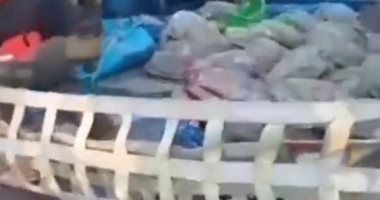 إعادة آلاف السلاحف البحرية فى تكساس للمياه بعد إنقاذها من الموت