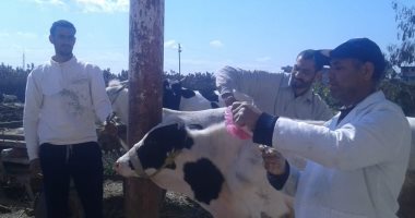 تحصين 83 ألف رأس ماشية ضد الحمى القلاعية والوادى المتصدع بالأسكندرية