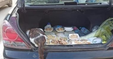 لواء شرطة بالمعاش وابنته يطعمان القطط والكلاب فى شوارع كفر الشيخ.. صور