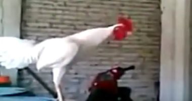"ديك" فى قبضة الشرطة الهندية لتورطه بجريمة قتل.. اعرف الحكاية