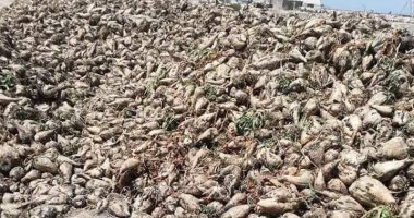 بدء حصاد محصول بنجر السكر بالقنطرة شرق فى الإسماعيلية بإجمالى 1770 فدانا