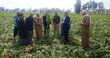 تنفيذ يوم حصاد لحقل إرشادى مزروع بمحصول بنجر السكر بقرية شنيط الحرابوه بالشرقية