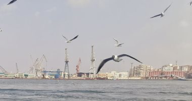 السفن فى الماء والنوارس فى السماء.. مشهد لن تراه إلا فى بورسعيد.. لايف
