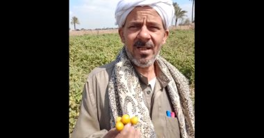 "جولدن بيرى".. انطلاق موسم حصاد الحرنكش فى القليوبية.. فيديو