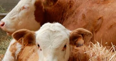 إعدام 40 عجلا و35 خروفا مريضاً فى مجزر البساتين وتعويض أصحابها