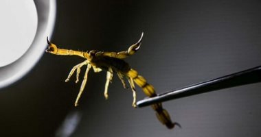مصرع عامل سقط من الطابق الرايع أثناء العمل وإصابة تلميذ بلدغ عقرب فى سوهاج