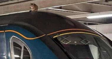قط يؤخر حركة قطار بلندن بعد وقوفه على سطحه لمدة ساعتين ونصف.. صور
