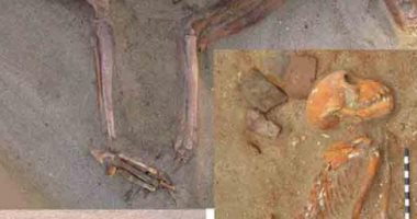 دراسة حديثة: أقدم مقبرة للحيوانات الأليفة موجودة فى مصر .. اعرف التفاصيل