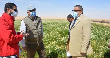 إنتاج نباتات عطرية وزيتية على 1000 فدان بالوادى الجديد.. والتصدير  لدول العالم