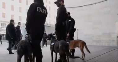 دراسة تكشف قدرة الكلاب على اكتشاف فيروس كورونا بعينات بول المصابين 