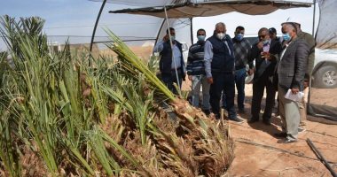 نجاح تجربة زراعة الفول البلدى بنظام الرى الحديث على 400 فدان بالوادى الجديد 