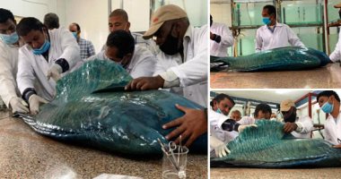 رحلة تحنيط سمكة نابليون الضخمة بالبحر الأحمر بعد ضبطها خلال حملة بيئية.. وزنها 60 كيلو جرام وطولها 160 سم.. ومدير المعهد: تعد من الأسماك المهددة بالانقراض وتحنيطها يتم بعزل اللحم عن الجلد.. فيديو وصور
