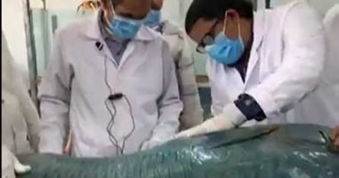 تحنيط سمكة نابليون الضخمة بالبحر الأحمر بعد العثور عليها بمحل بيع أسماك..فيديو