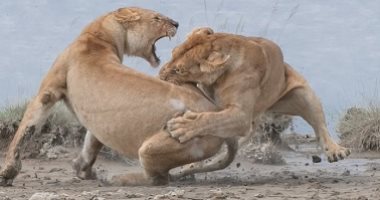 من نهر جليدى إلى معركة الأسد.. لقطات 2020 الفائزة فى جوائز تصوير الطبيعة.. ألبوم صور 
