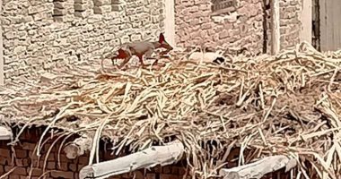 حقيقة ظهور حيوان غريب آثار الرعب فى قرية بالمنوفية.. فيديو