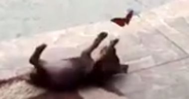 صداقة مميزة بين كلب وفراشة يلهوان تحت أشعة الشمس.. اعرف الحكاية