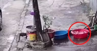 على طريقة نيمو.. سمكة تهرب من طبق بلاستيكى للقفز فى قناة مائية.. فيديو وصور