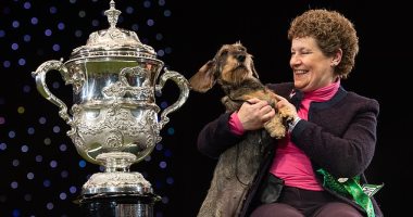 إلغاء معرض Crufts للكلاب بسبب كورونا تزامنا مع الذكرى الـ130 لتأسيسه.. صور