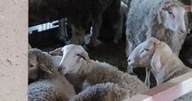 الزراعة ترسل 3 فرق بيطرية وأعلاف لسفن عالقة فى قناة السويس تحمل مواشى "صور"
