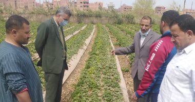 جامعة بنها تنظم قافلة زراعية بقرية الدير لتوعية مزارعى الفراولة للحفاظ على المحصول