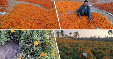 "عباد القمر" أشهر النباتات العطرية بالفيوم.. يستخدم فى صناعة الأدوية والصبغات والعطور ومنتجات التجميل.. إنتاجية الفدان تصل إلى 10 أطنان وسعر الكيلو 4 جنيهات.. ويصدر لأمريكا والدول الأوربية ودول الخليج.. صور