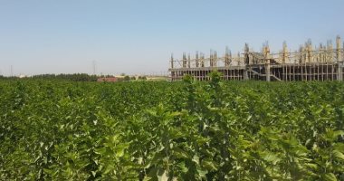 الصحراء مليانة كنز.. أول مزرعة صحراوية لإنتاج الحرير من شجر التوت بقنا.. فيديو