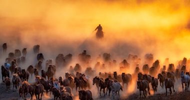 100 صورة عالمية.. "الفارس والخيول" مكر مفر مقبل مدبر معا