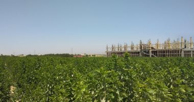 أرض الحرير فى نقادة.. إنشاء أول مزرعة لإنتاج الحرير من شجر التوت المتقزم على مساحة 20 فدان.. يوفر فرص عمل للسيدات والفتيات والفدان ينتج 13 طنا.. ومحافظ قنا: يضاف إلى سجل الحرف التراثية واليدوية.. صور