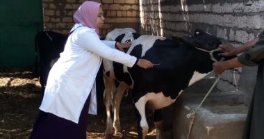 بدء الحملة القومية لتحصين الماشية ضد مرض الجلد العقدى بأسوان