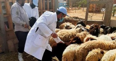 تحصين 43 ألفا و515 رأس أبقار وأغنام للوقاية من مرض الجلد العقدى بالشرقية
